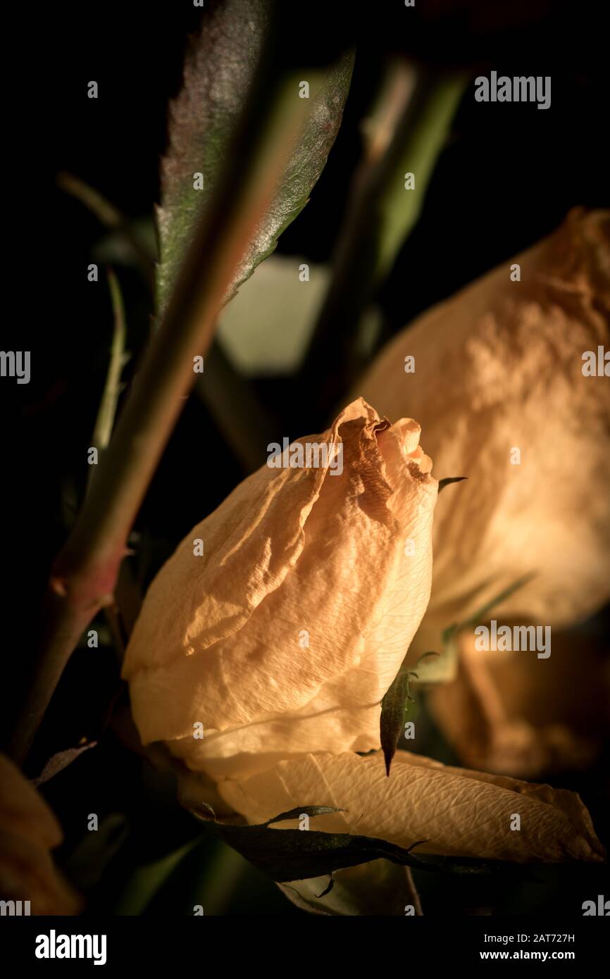 fleurs de rose jaune fanées. Fleur sèche en fondu Banque D'Images