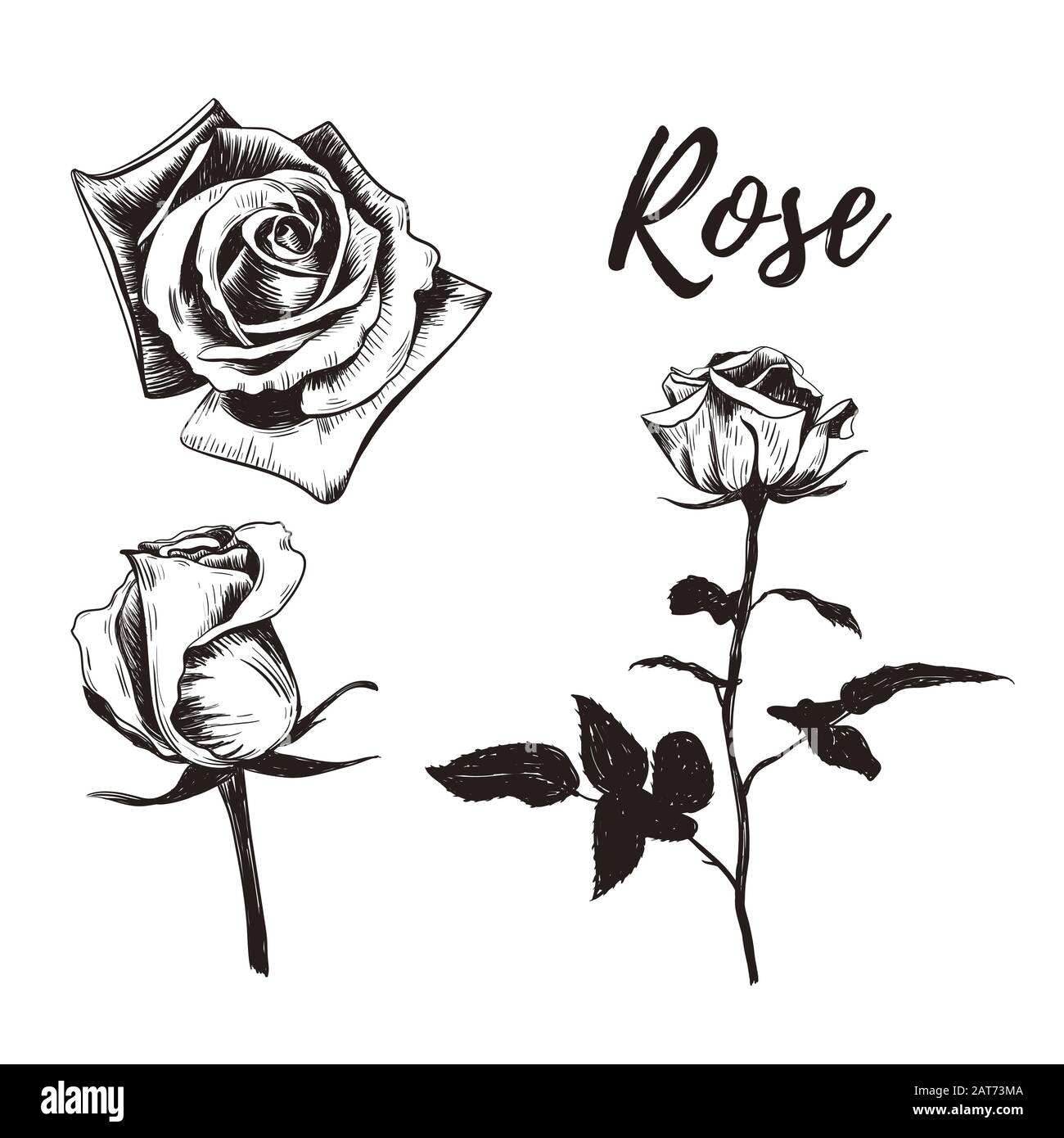 Dessin d'esquisse de fleur de rose. Dessin à la main de rose. Illustration de Vecteur