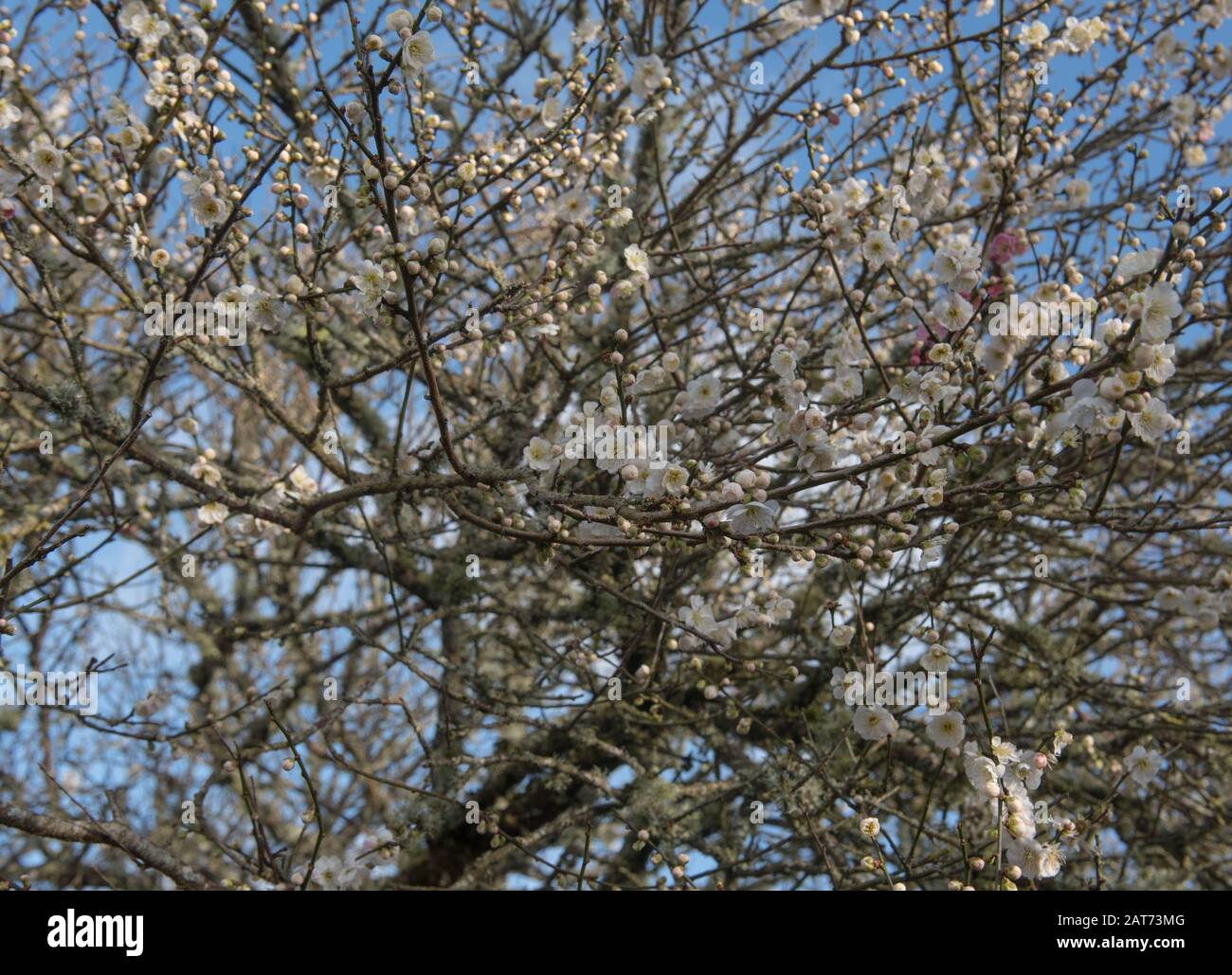 Winter Blossom of an Ornamental Japanese Apricot Tree (Prunus mume 'Omoi-no-mama') Croissant dans un jardin dans le Devon rural, Angleterre, Royaume-Uni Banque D'Images