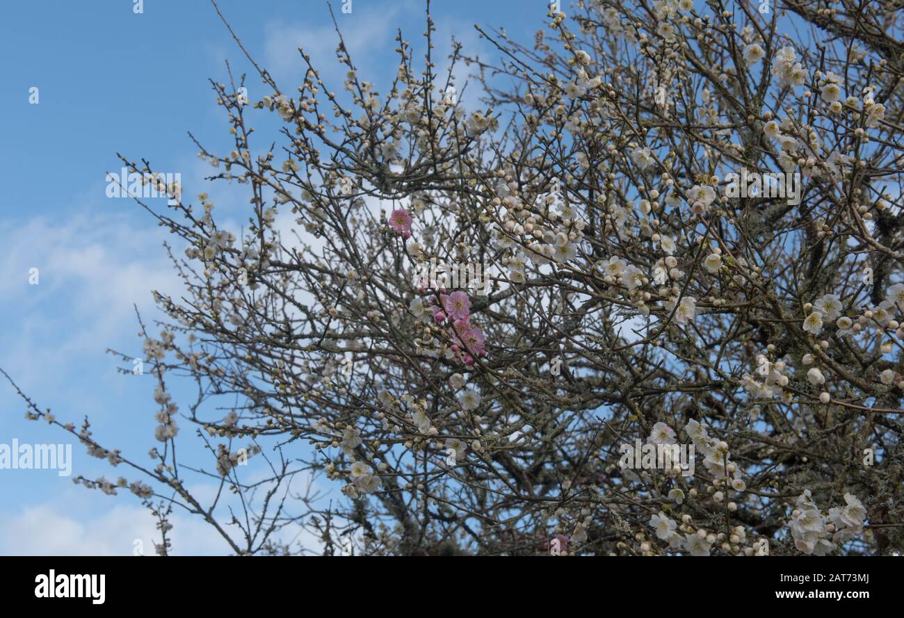 Winter Blossom of an Ornamental Japanese Apricot Tree (Prunus mume 'Omoi-no-mama') Croissant dans un jardin dans le Devon rural, Angleterre, Royaume-Uni Banque D'Images