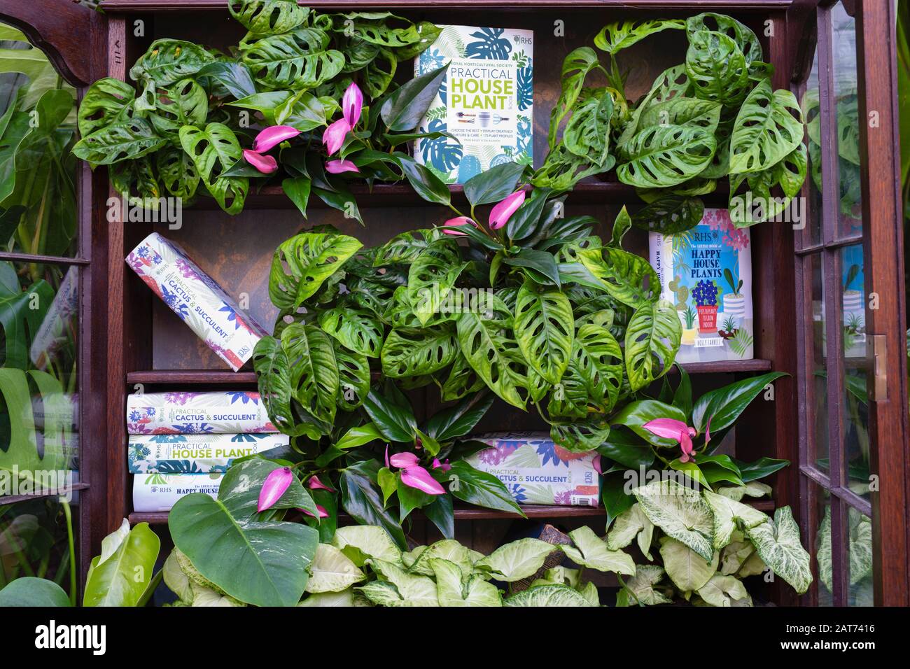 La maison géante Takeover s'affiche dans la serre des jardins RHS Wisley, Surrey, Royaume-Uni. Maison victorienne récupérée par des maisons de ménage. Janvier 2020 Banque D'Images