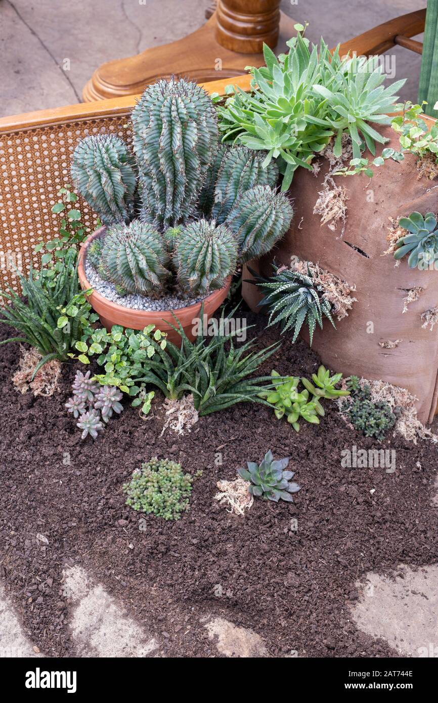 La maison géante Takeover s'affiche dans la serre des jardins RHS Wisley, Surrey, Royaume-Uni. Maison victorienne récupérée par des maisons de ménage. Janvier 2020 Banque D'Images