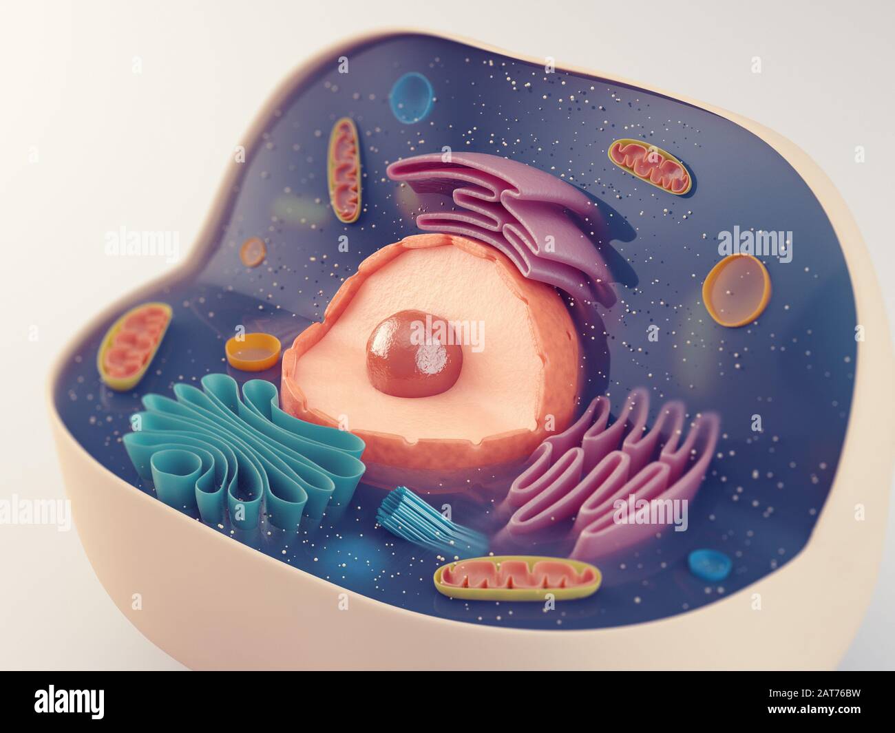 La structure anatomique de la cellule animale biologique organites avec Banque D'Images