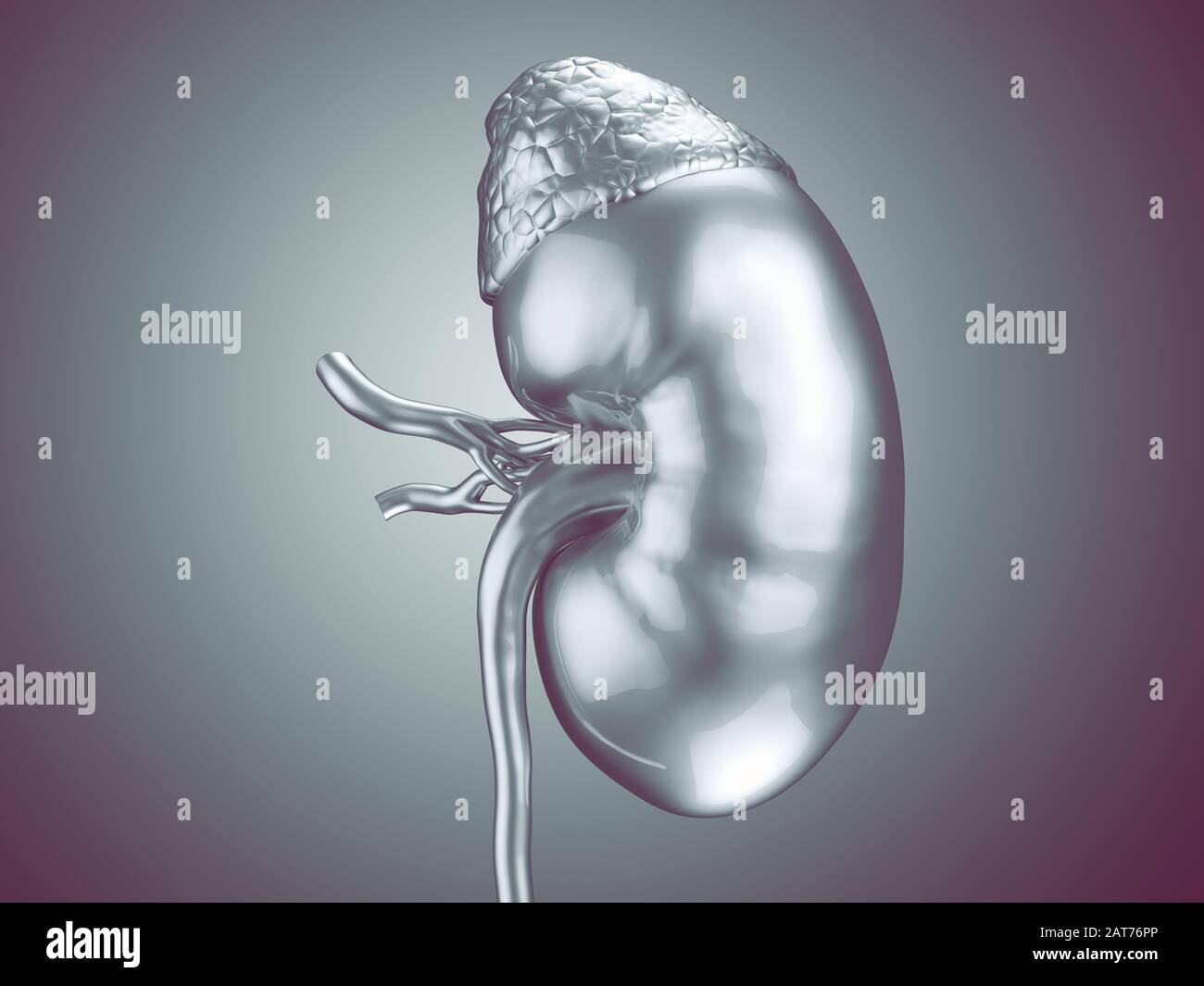 illustration tridimensionnelle du rein humain avec glande surrénale et vaisseaux métalliques Banque D'Images