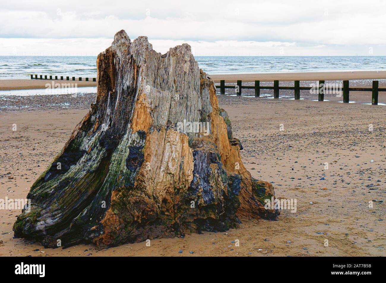 Tronc d'arbre fossilisé sur la plage, Rhyl, Pays de Galles du Nord Banque D'Images