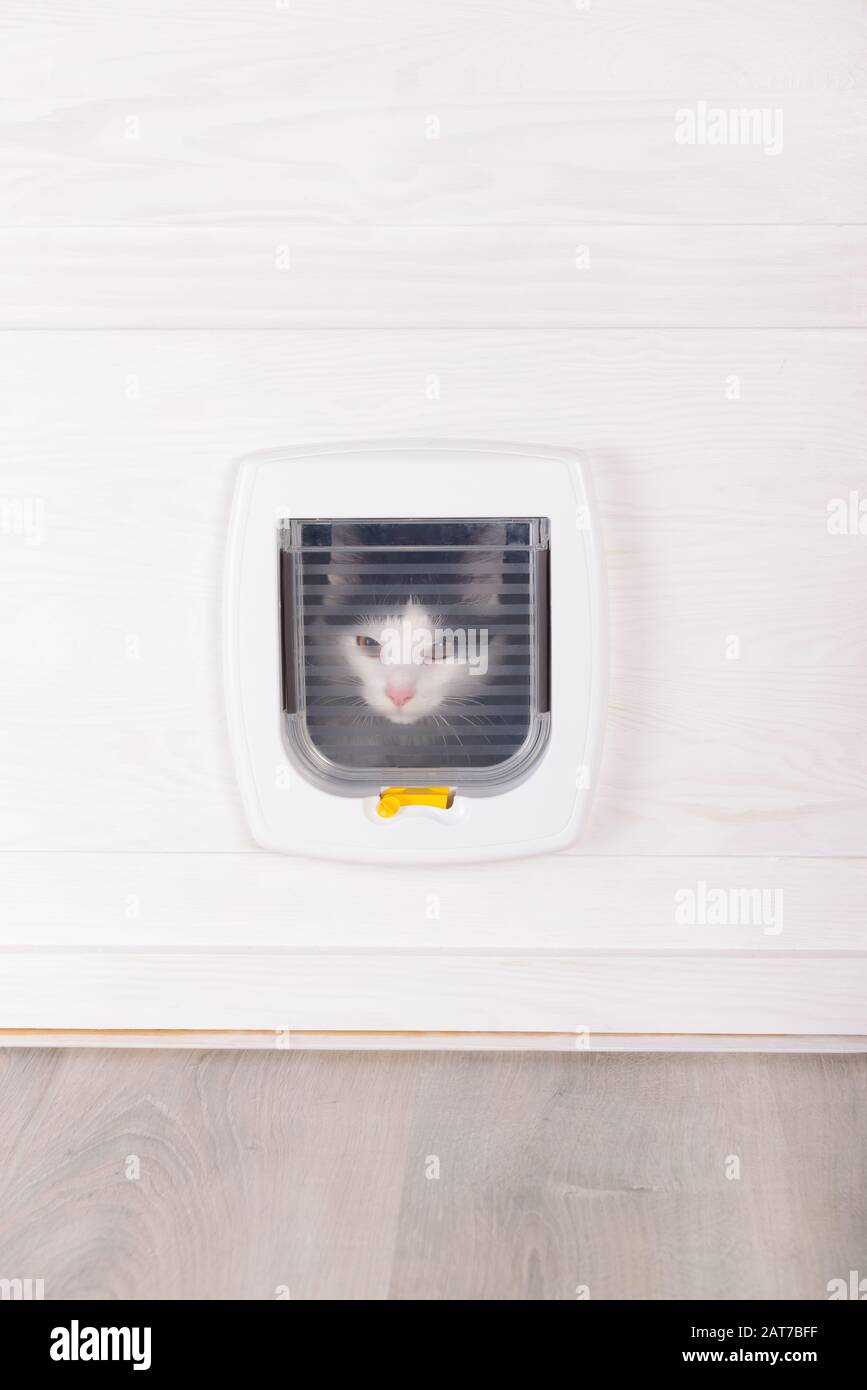Porte de chat en plastique blanc, entrée à la boîte de litière de chat ou à l'extérieur Banque D'Images