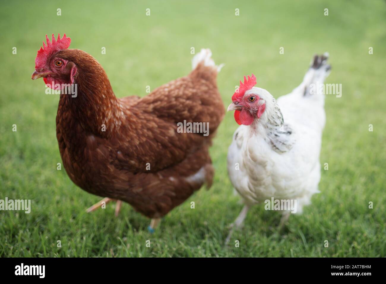 l'isa brun rouge et les petits poulets blancs du sussex (Gallus gallus domesticus) se tenant côte à côte sur l'herbe verte d'une ferme de poulet de gamme libre Banque D'Images