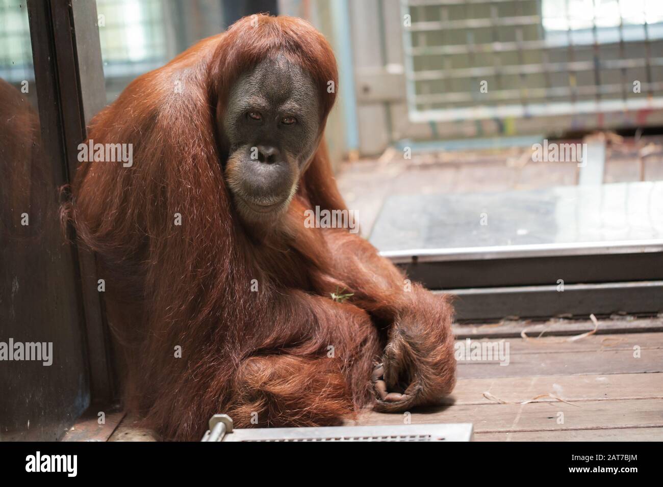 Orang-outan captif (Pongo) dans un espace intérieur de zoo qui regarde la caméra Banque D'Images