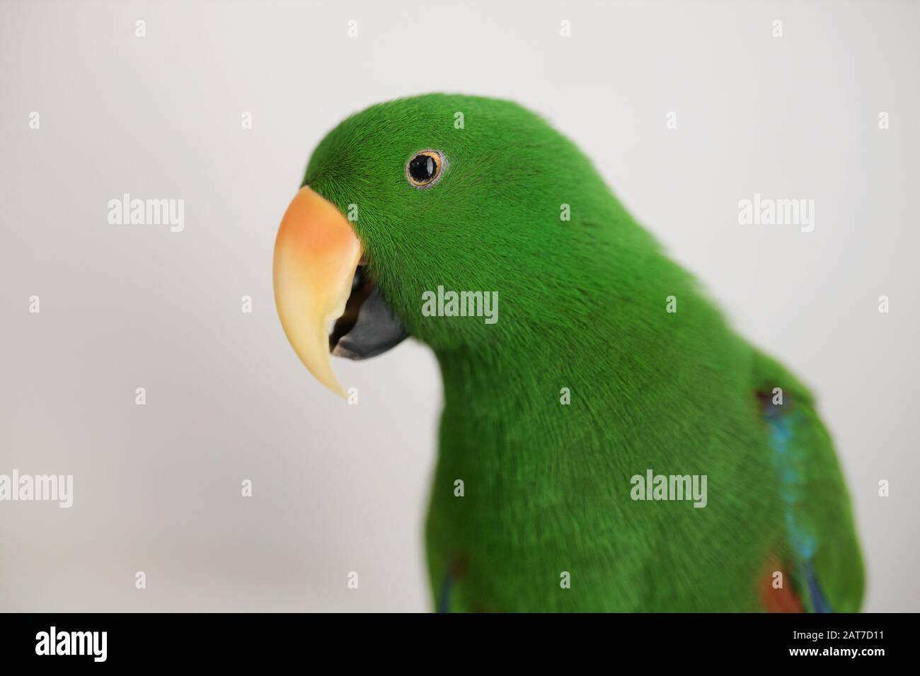 L'eclectus perroquet vert mâle (Eclectus roratus), élevé en captivité, regarde la caméra Banque D'Images