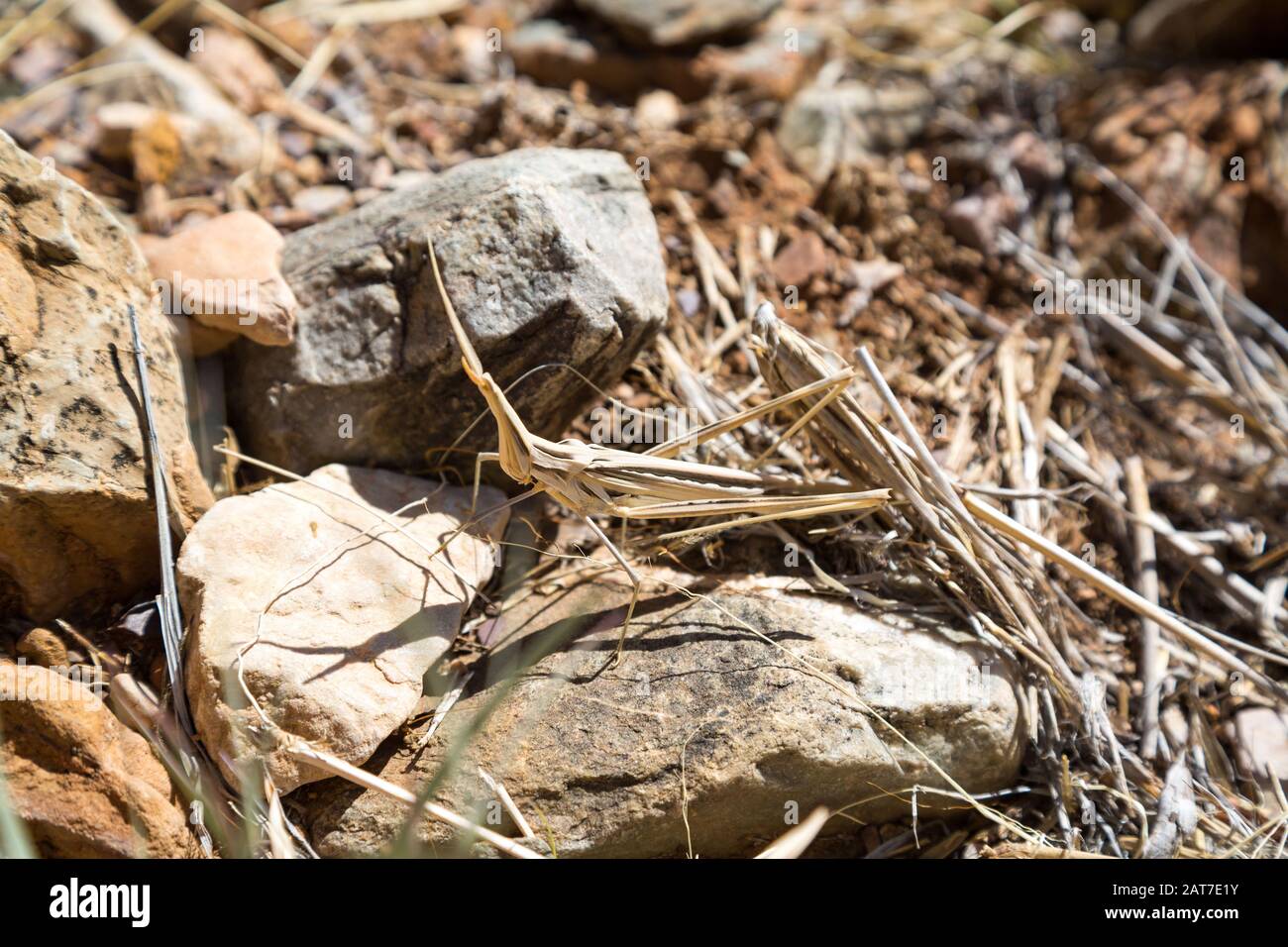 Sauterelle à tête conique brune bien camouflée (Acrida ungarica) sur une pierre, entourée d'herbe sèche, Namibie, Afrique Banque D'Images