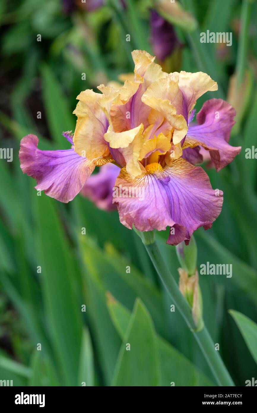 Iris germanica 'Carnaby'. Iris À Barbe Élevée « Carnaby » Banque D'Images