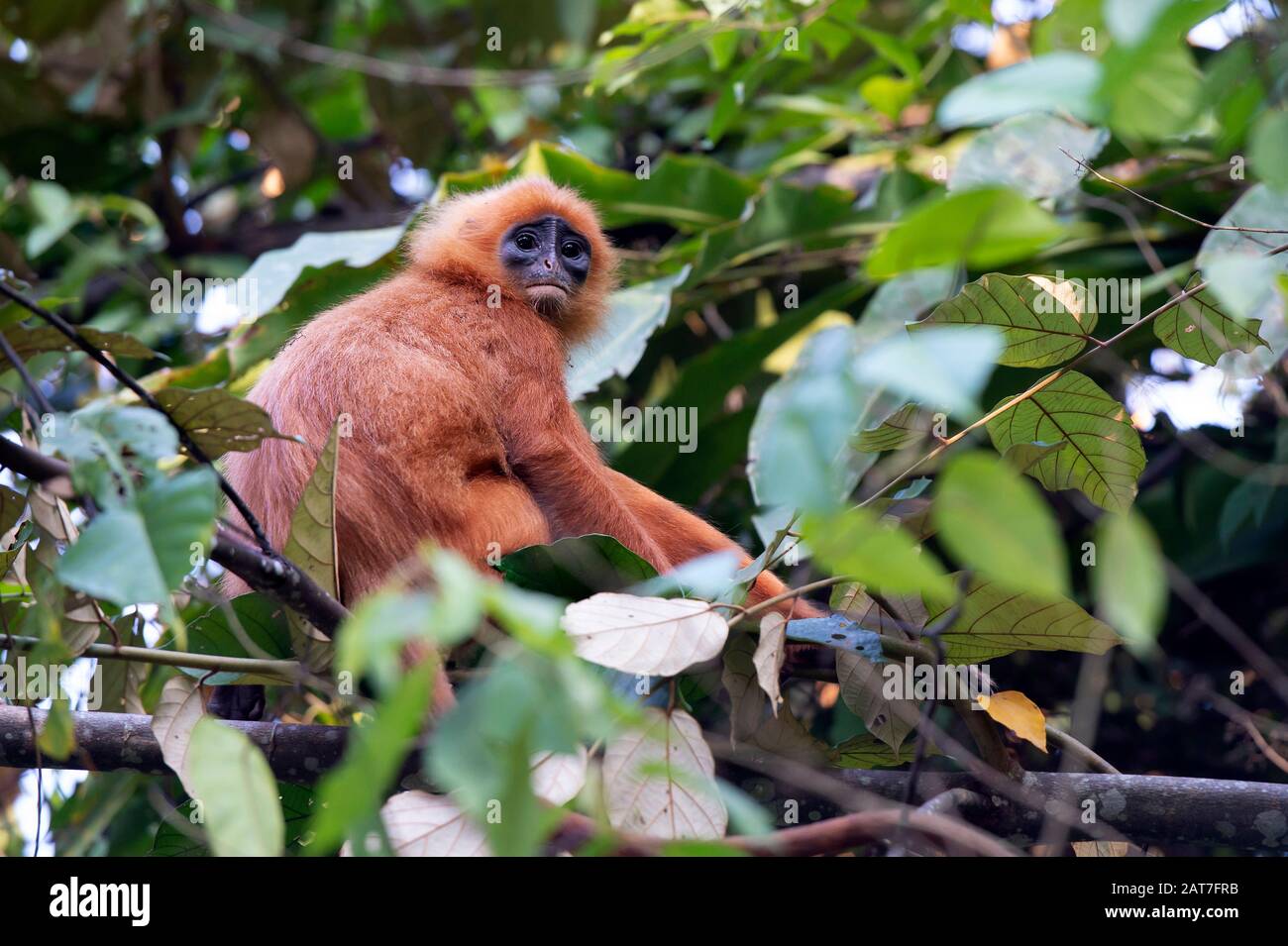 Singe feuille rouge (Presbytis rubicanda), endémique à l'île Bornéo, aire de conservation de la vallée du Danum, Sabah, Bornéo, Malaisie Banque D'Images