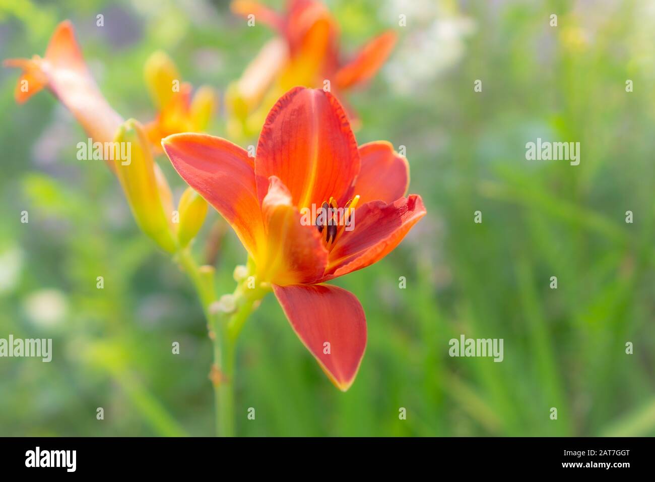 Gros plan d'une fleur de jour rouge éclatante dans une lumière naturelle douce sur un fond vert flou, montrant des pétales délicats et des détails de jardin d'été Banque D'Images