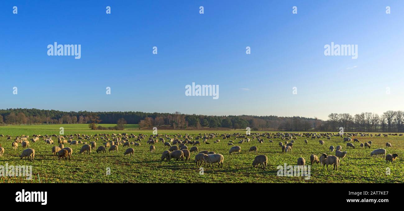Troupeau de moutons (Ovis) pacage dans la lumière du matin, Lueneburg, Basse-Saxe, Allemagne Banque D'Images