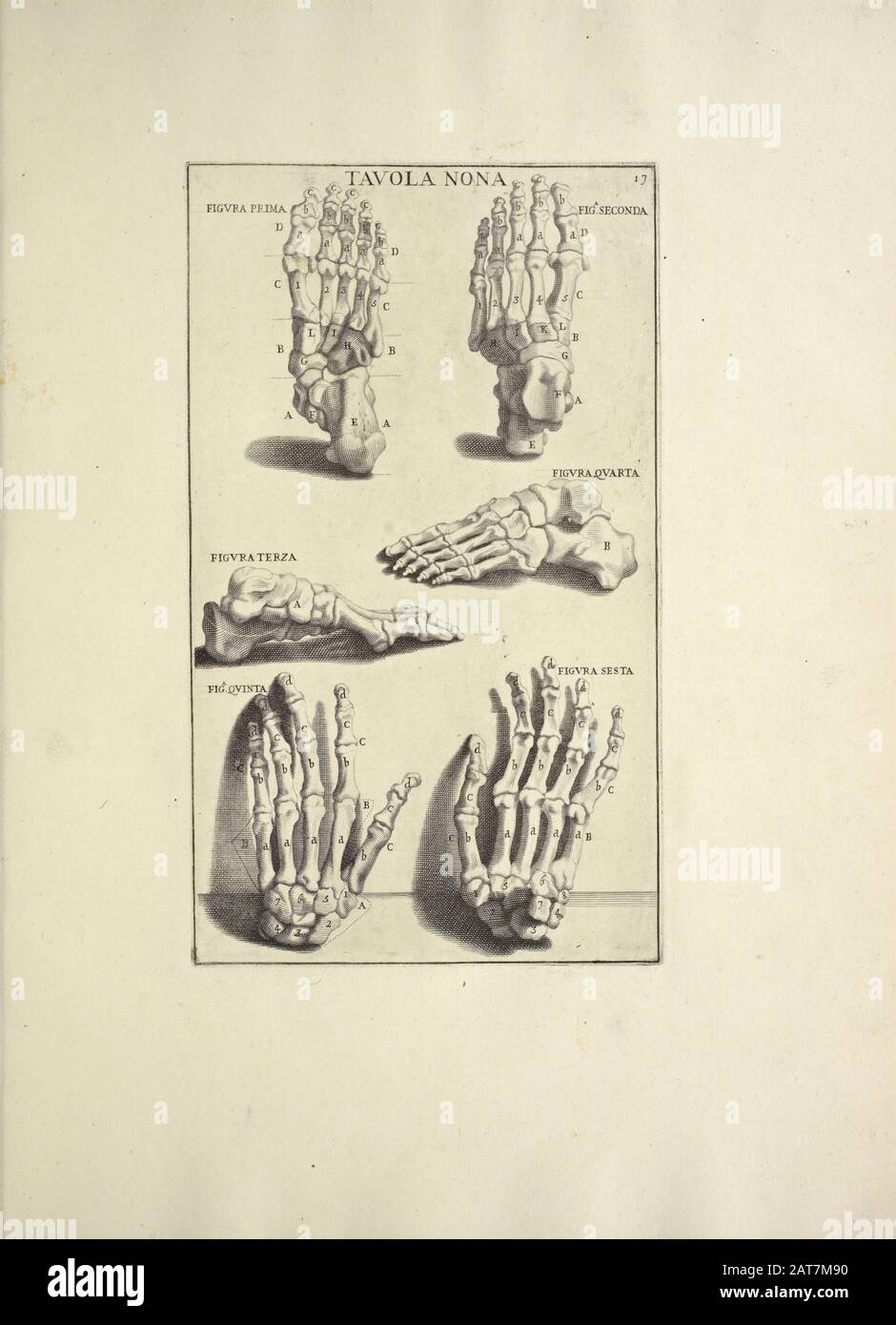 Imprimé sur bois de l'anatomie humaine d'Anatomia per uso et intelligiza del disegno imprimé à Rome en 1691 Banque D'Images