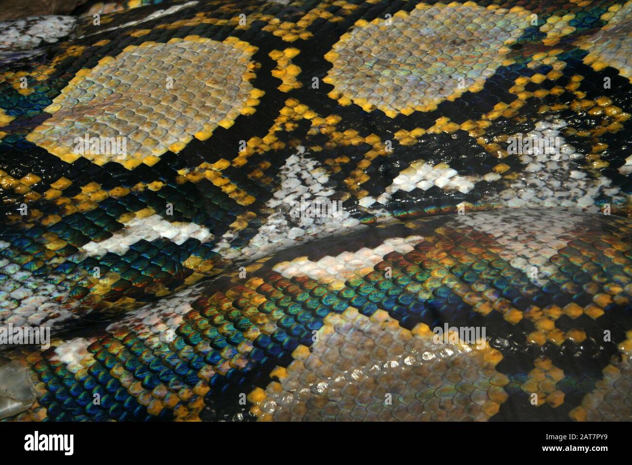 Peau de Python réticulé (Malayopython réticulatus) en détail Banque D'Images