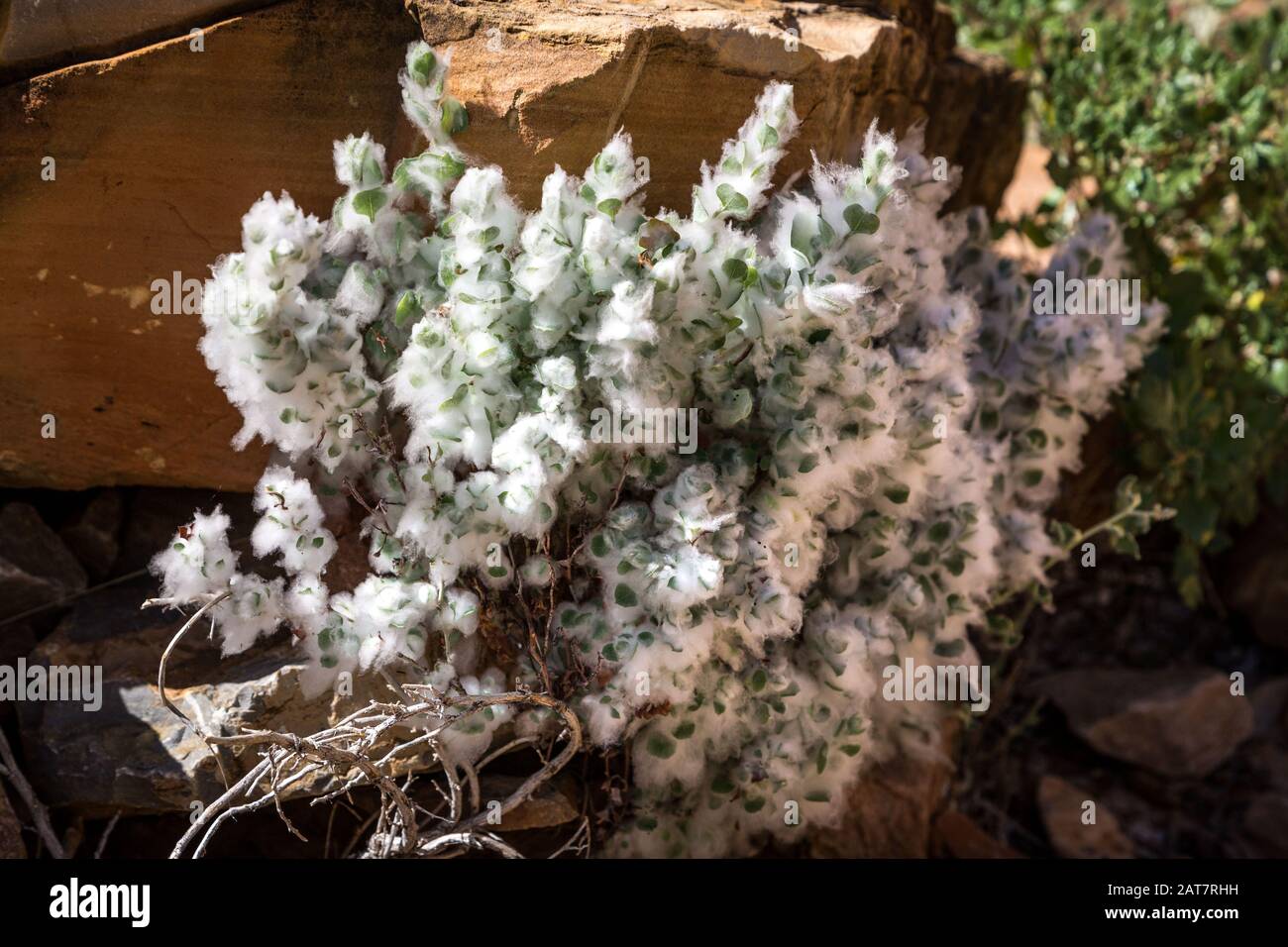 Une plante aux feuilles de laine qui pousse dans le désert du parc Namib Naukluft, Namibie Banque D'Images