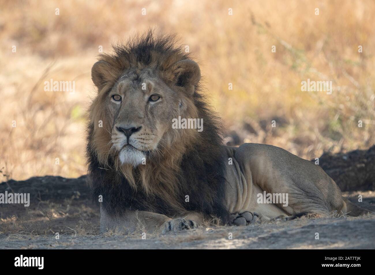 Lion Masculin Asiatique Du Sanctuaire De Rif Et Du Parc National, Sasan, Gujarat, Inde Banque D'Images