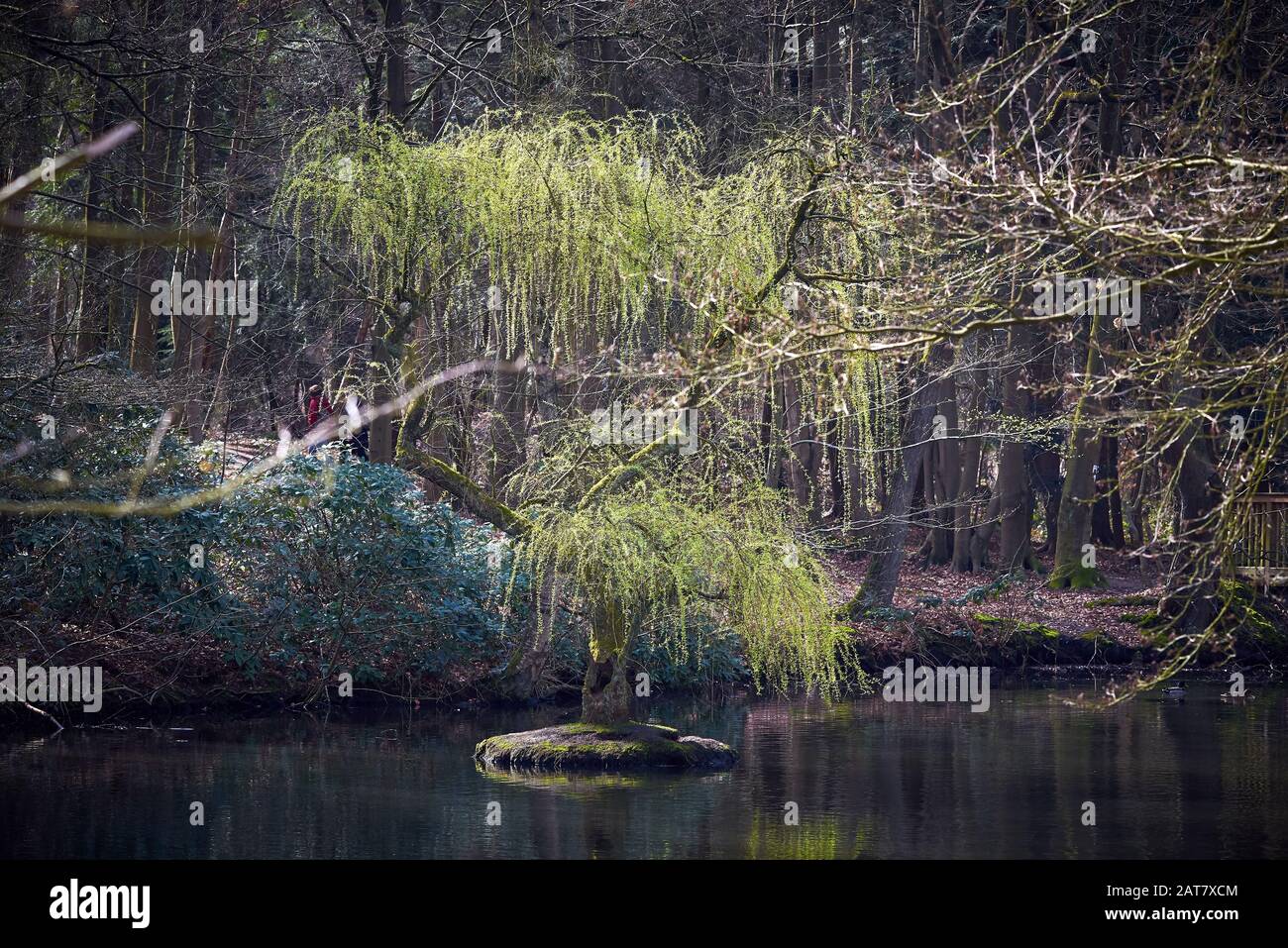 Saule pleurant sur l'île,Étang dans la forêt Banque D'Images
