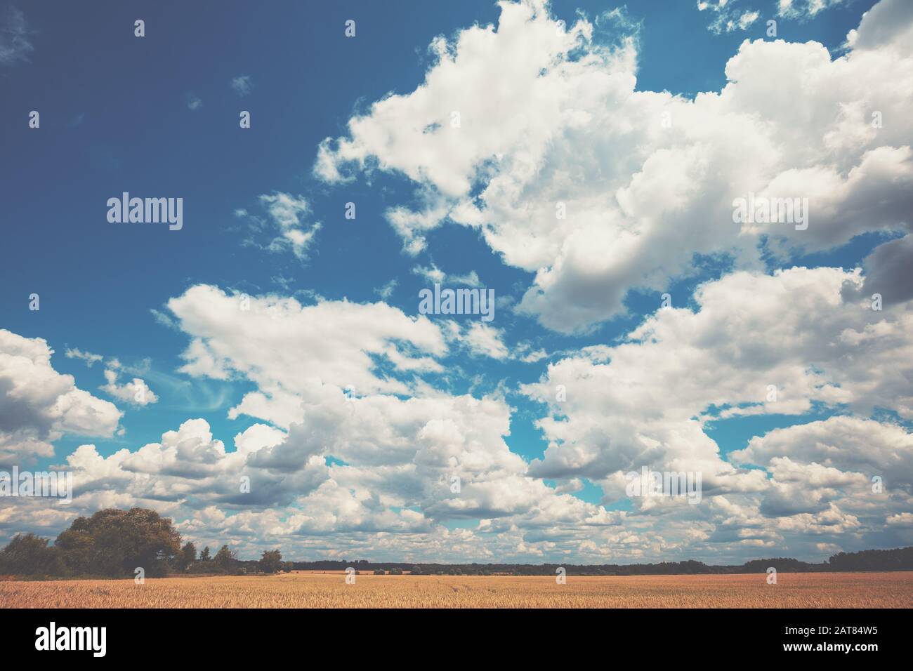 Paysage rural. Champ de blé avec un beau ciel bleu nuageux Banque D'Images