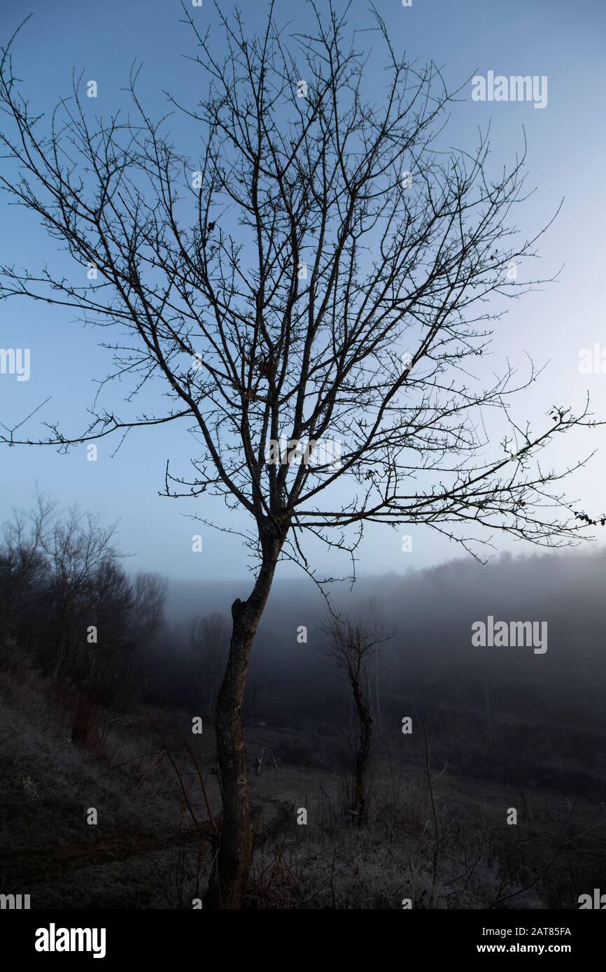 Une série de paysages brumeux en hiver. Un arbre sur fond de collines. Banque D'Images