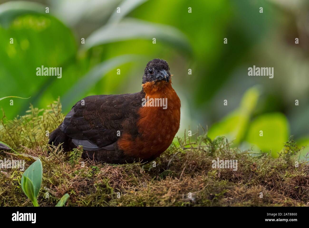 Caille en bois à dos foncé - Odontophorus melanonotus, caille timide du sol des forêts andines, Mindo, Équateur. Banque D'Images