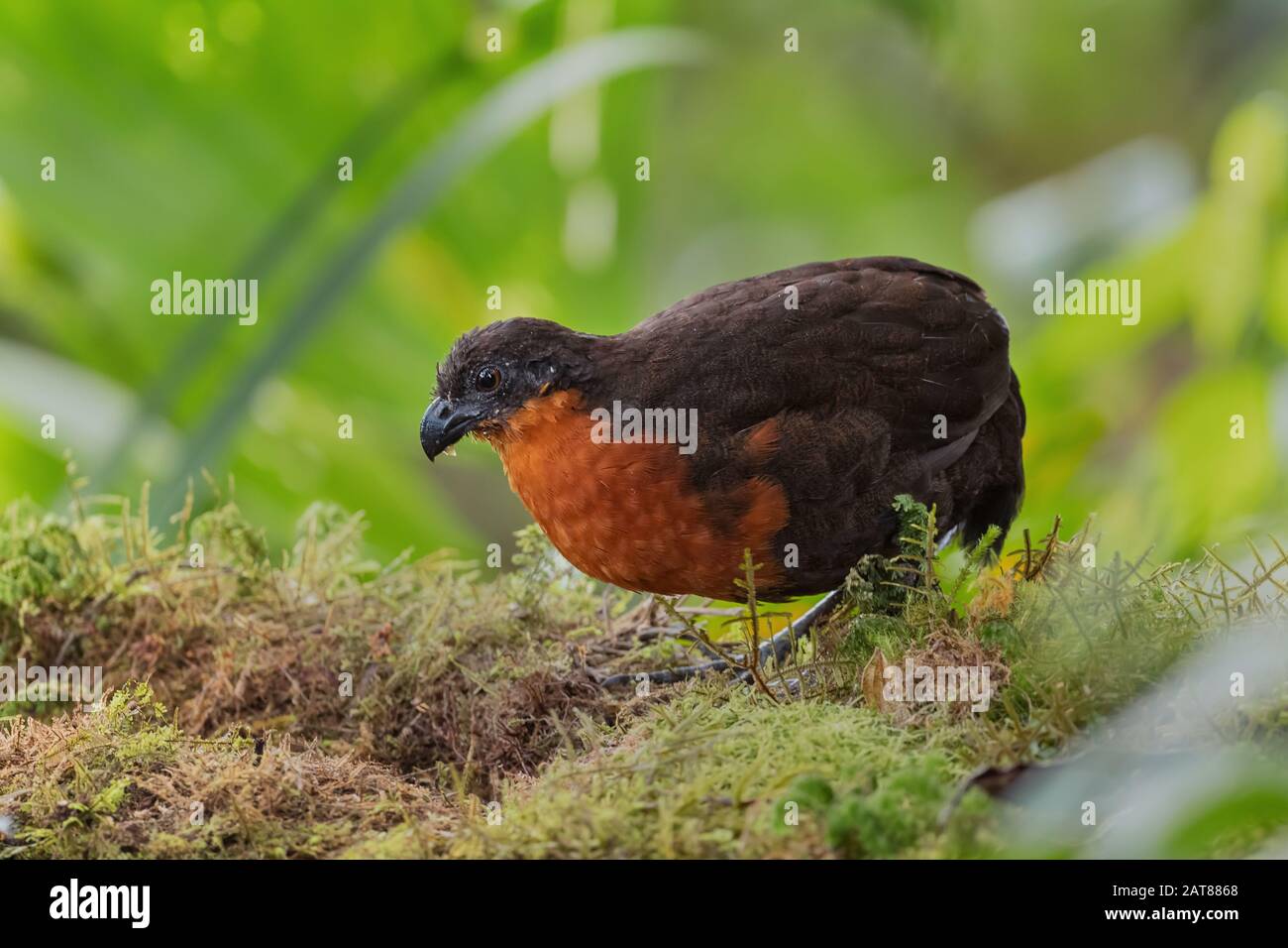 Caille en bois à dos foncé - Odontophorus melanonotus, caille timide du sol des forêts andines, Mindo, Équateur. Banque D'Images