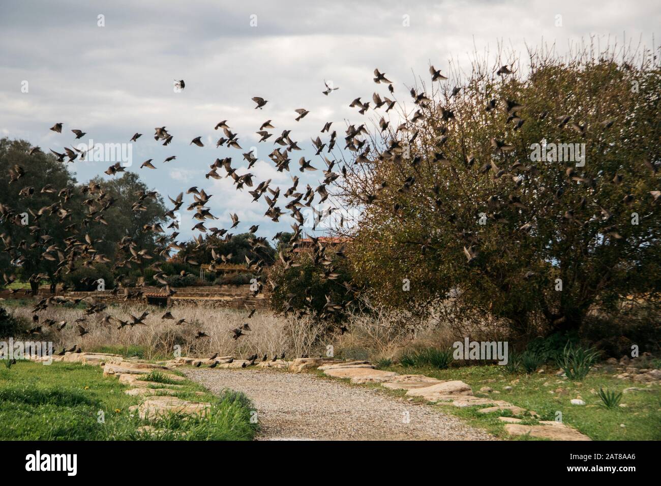 Troupeau d'oiseaux volant dans le parc archéologique de Paphos, Chypre Banque D'Images