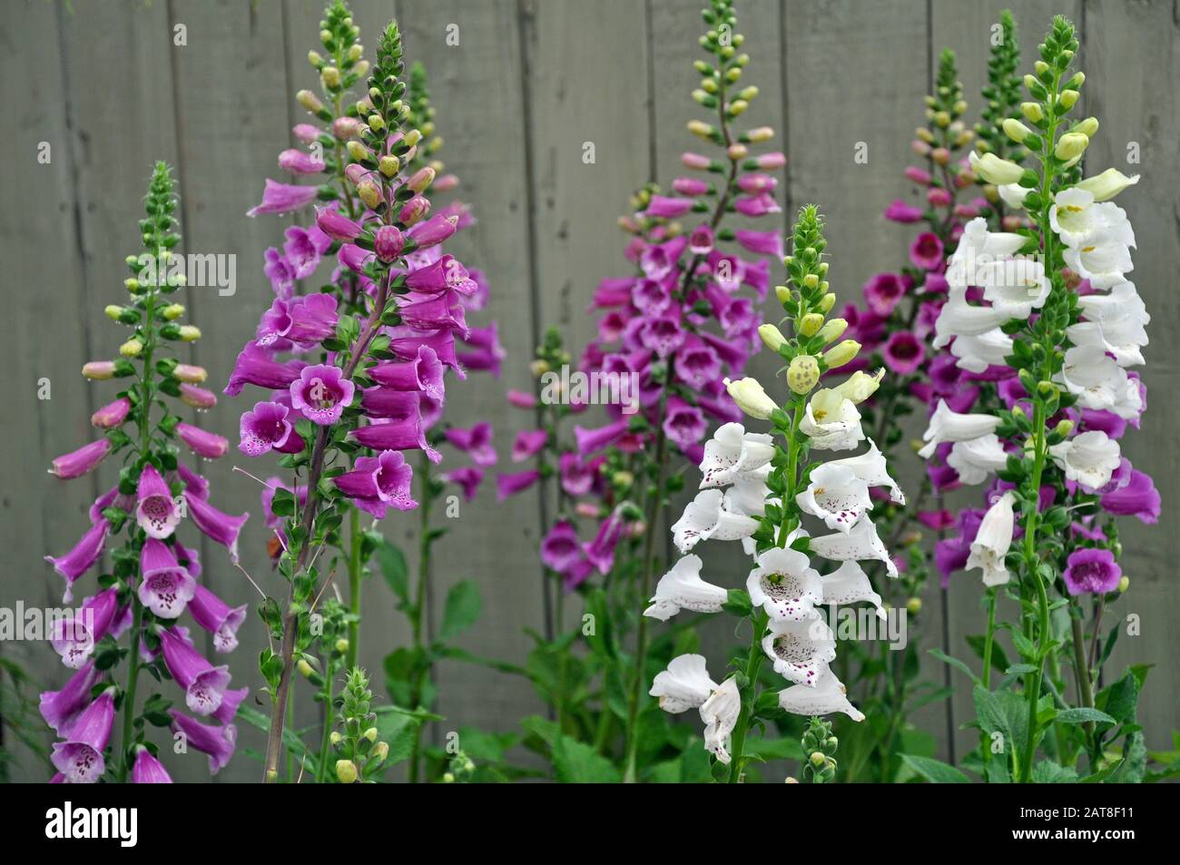 Beau jardin fleuri violet et blanc Banque D'Images