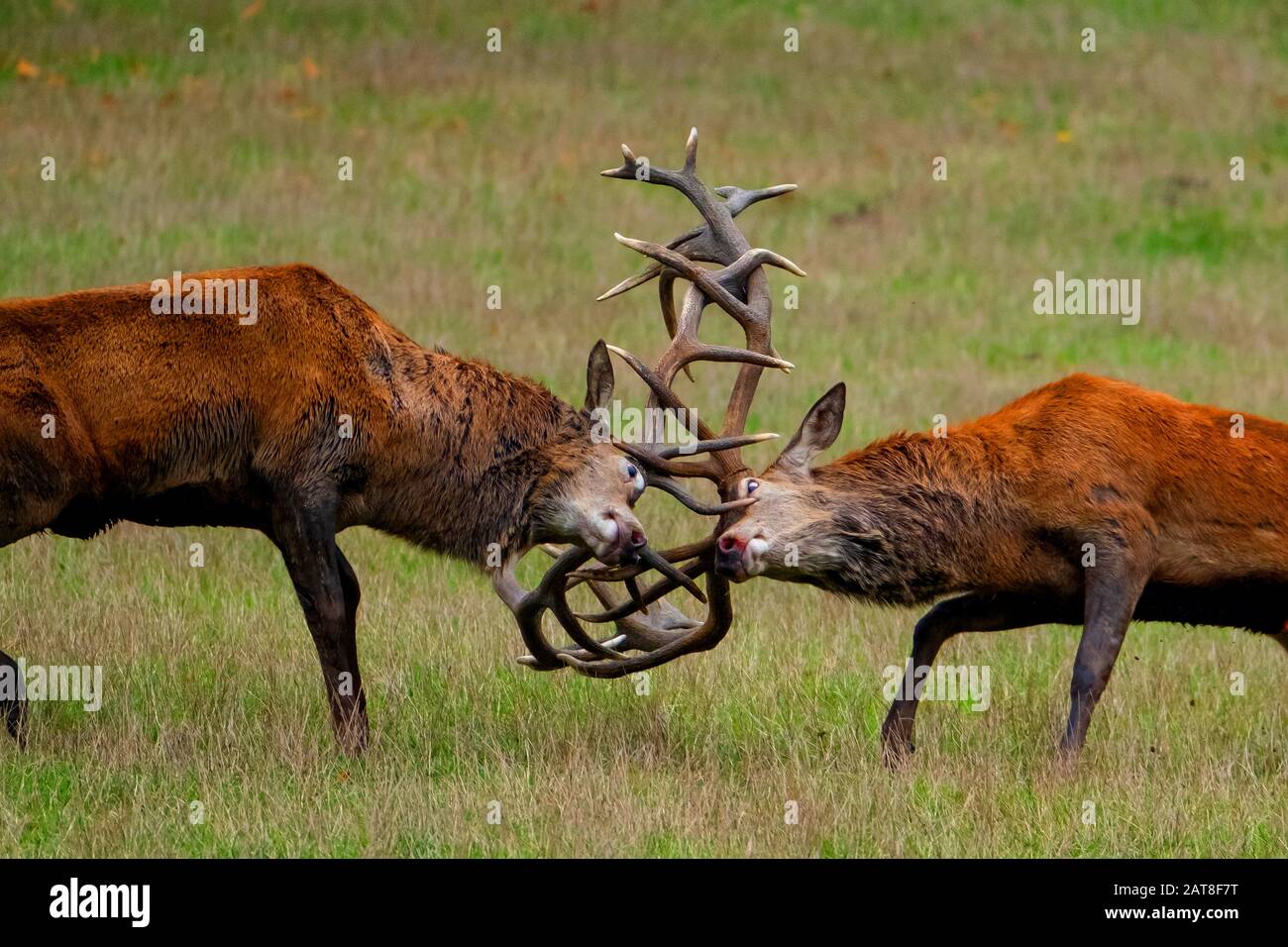 Cerf rouge (Cervus elaphus), deux cerfs de cerf rouge combattus à l'heure du rutting, vue latérale, Allemagne, Rhénanie-du-Nord-Westphalie, Pays aigre Banque D'Images