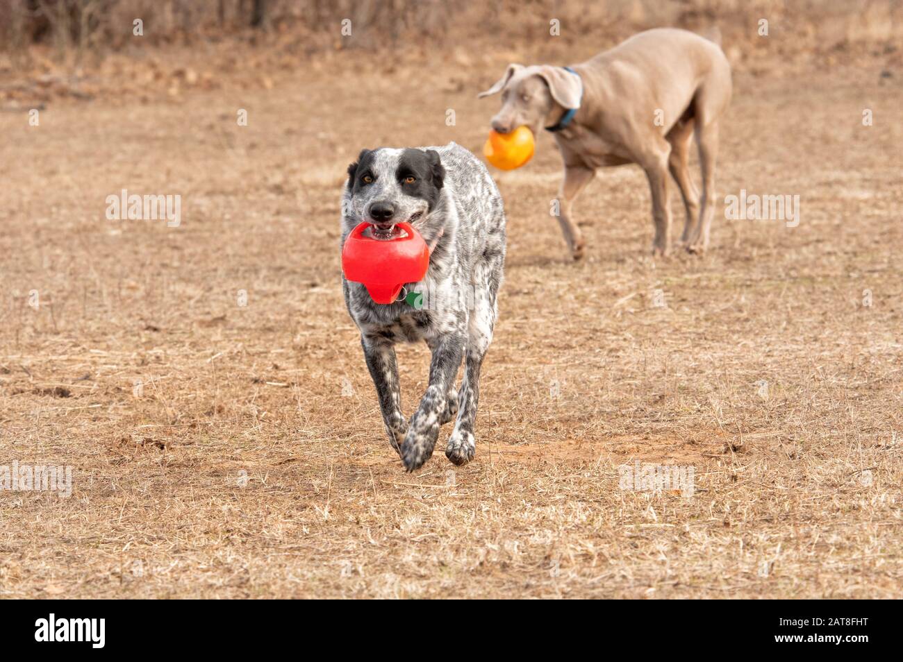 Chien repéré noir et blanc portant une balle rouge vers le spectateur, avec un autre chien sur l'arrière-plan Banque D'Images