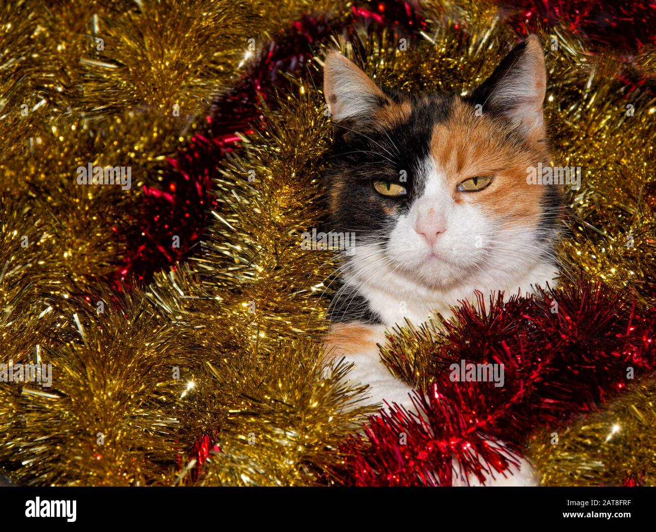 Magnifique chat calico au milieu de l'or et de la tinsel rouge Banque D'Images
