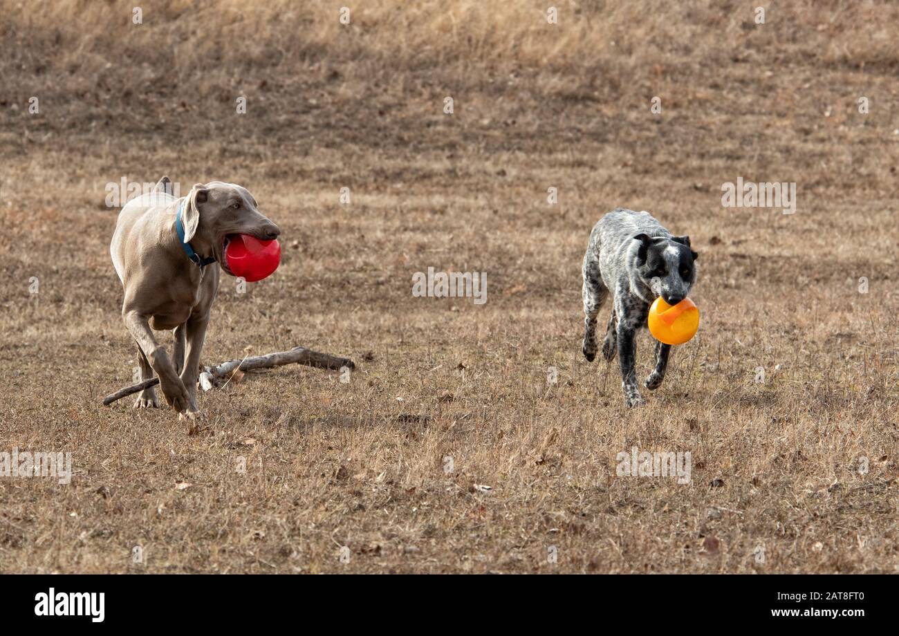 Deux chiens transportant des balles et allant vers le spectateur, sur l'herbe sèche d'hiver Banque D'Images