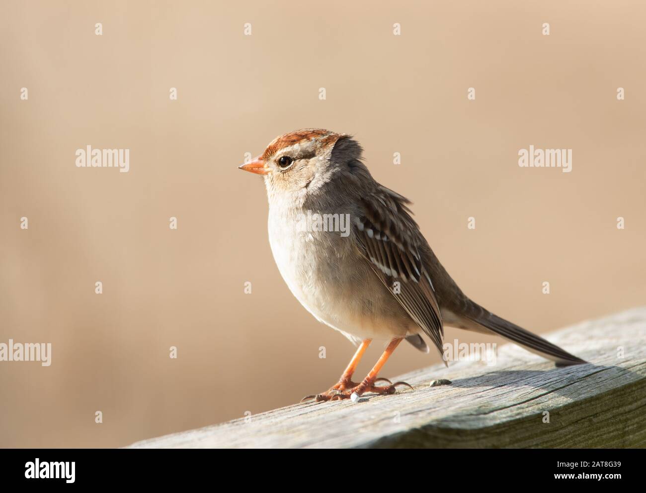 Bruant immature À Couronne blanche assis sur la rampe en bois au soleil d'hiver Banque D'Images