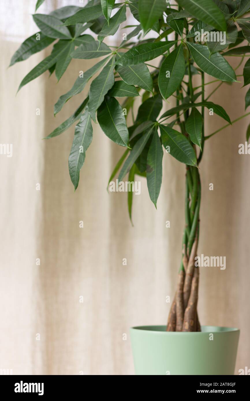 Green Pachira Aquatica Money Tree avec un tronc d'arbre tressé sur un fond  intérieur brun Photo Stock - Alamy