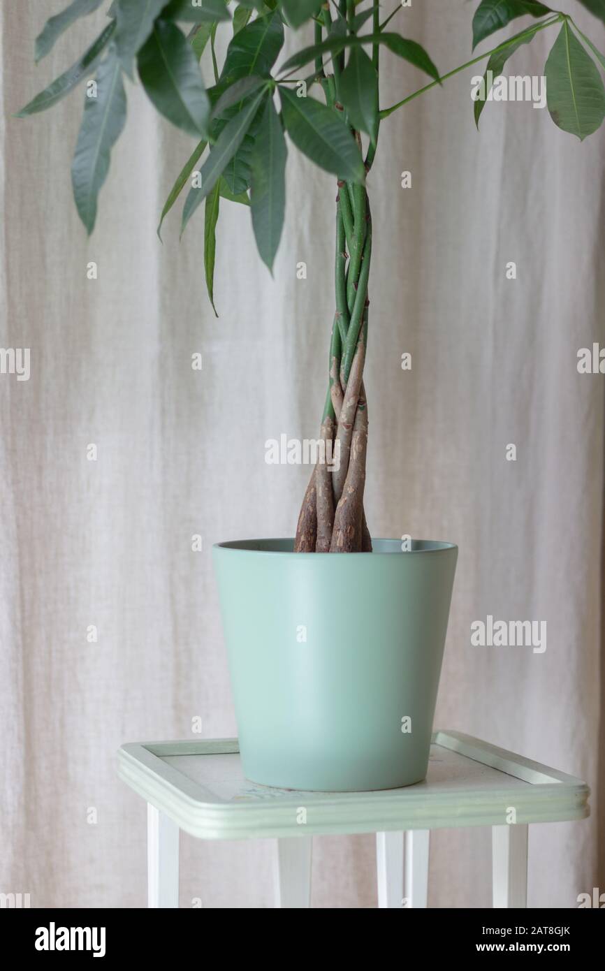 Une plante de l'arbre de l'argent avec tronc tressé orné dans un pot à  motif blanc sur fond blanc Photo Stock - Alamy