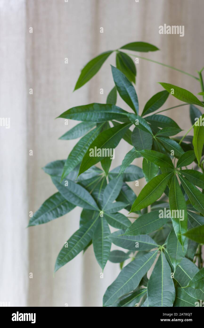 La Jeune Feuille De Chataignier De Malabar Feuilles De Pachira Aquatica Avec Fond Interieur Lumineux Accueil Jardinage Et Conception Concept Photo Stock Alamy