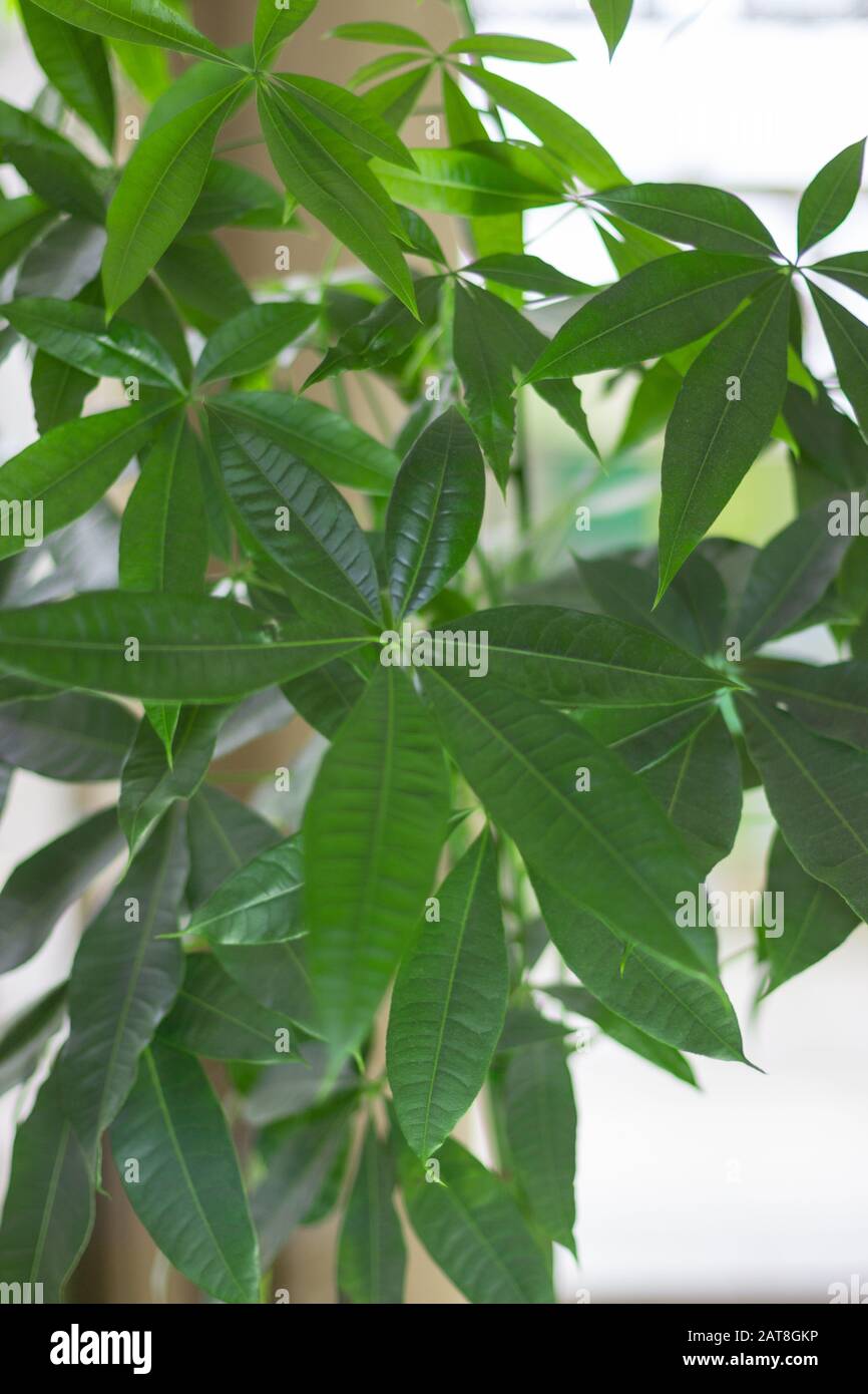 La jeune feuille de châtaignier de MALABAR. Feuilles de Pachira