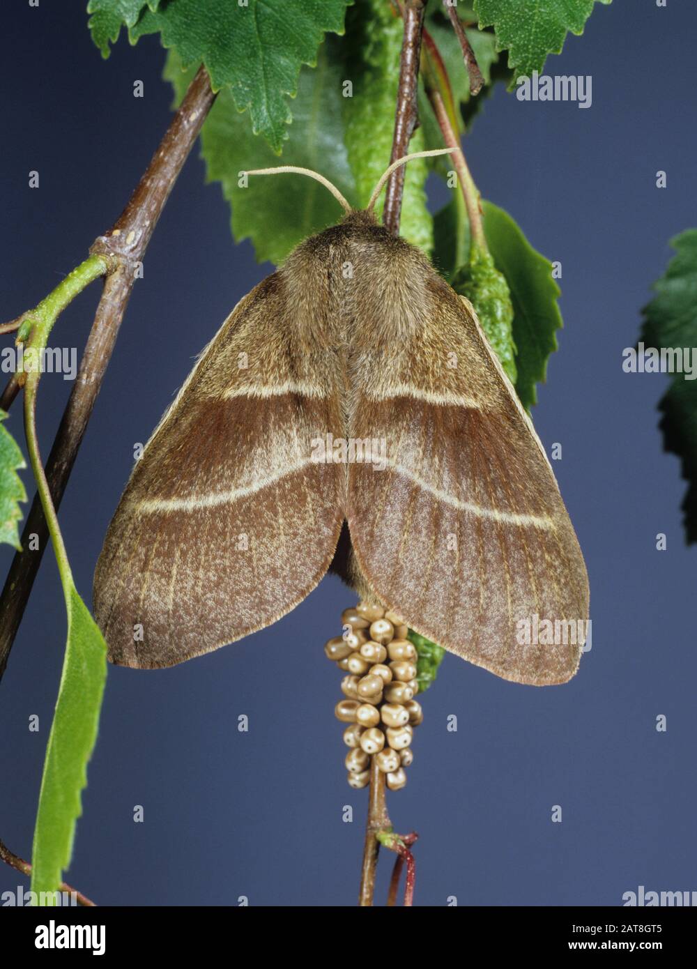 Papillon de renard (Macrothylacia rubi) femelle avec œufs sur bouleau argenté (Betula pendula) Banque D'Images