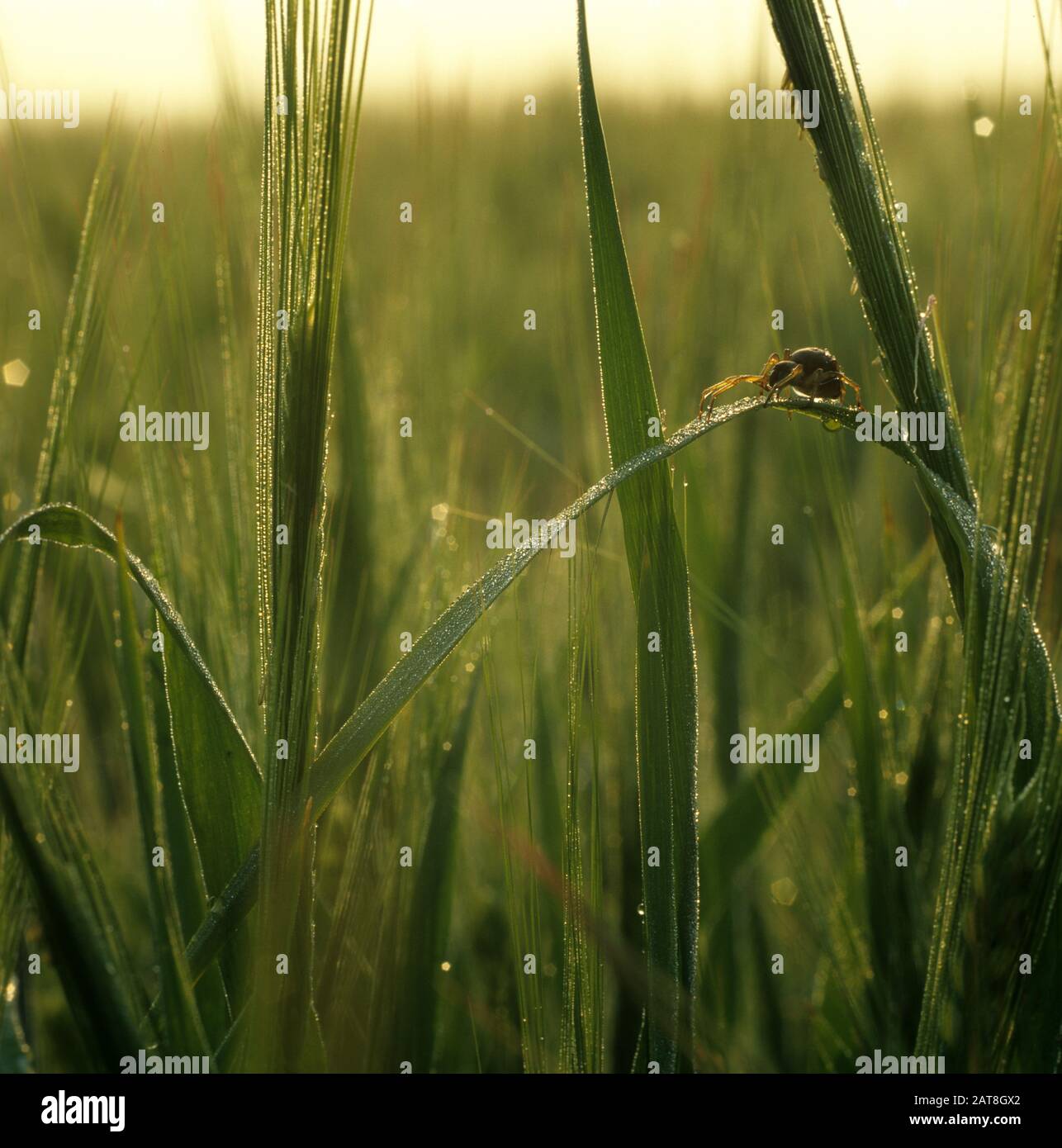 Araignée sur une feuille d'orge d'une récolte entrant dans l'oreille avec des gouttelettes de rosée et le soleil tôt le matin un matin d'été Banque D'Images