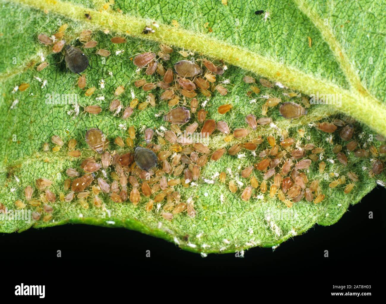 Infestation de pucerons de pomme de rose (Dysapis plantaginea) infestation sur le dessous d'une feuille de pomme tordue déformée Banque D'Images