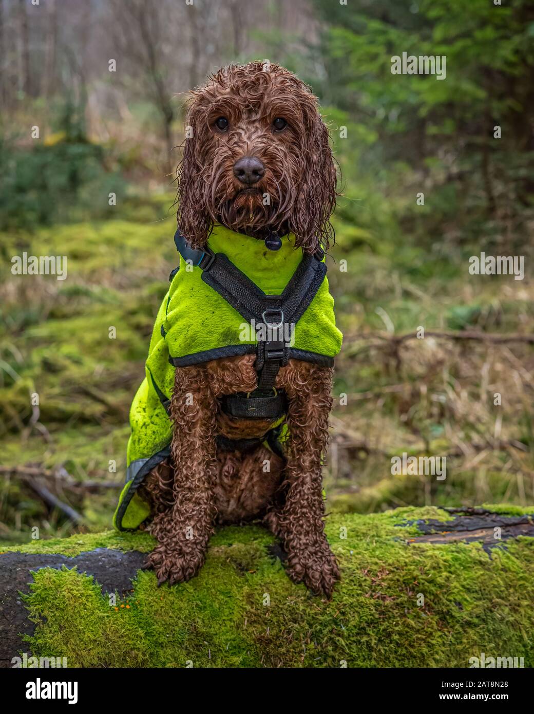 Un portrait extérieur d'un cocapoo d'abricot dans la campagne écossaise lors d'une promenade dans la forêt du Loch Ard dans le parc national des Trossachs, en Écosse Banque D'Images