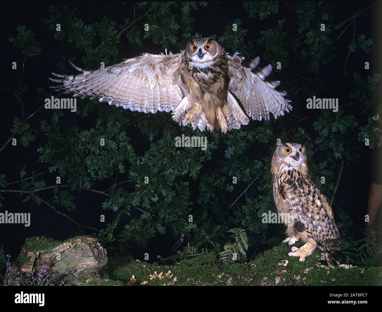Aigle Owl européen, bubo bubo, Adulte en vol Banque D'Images