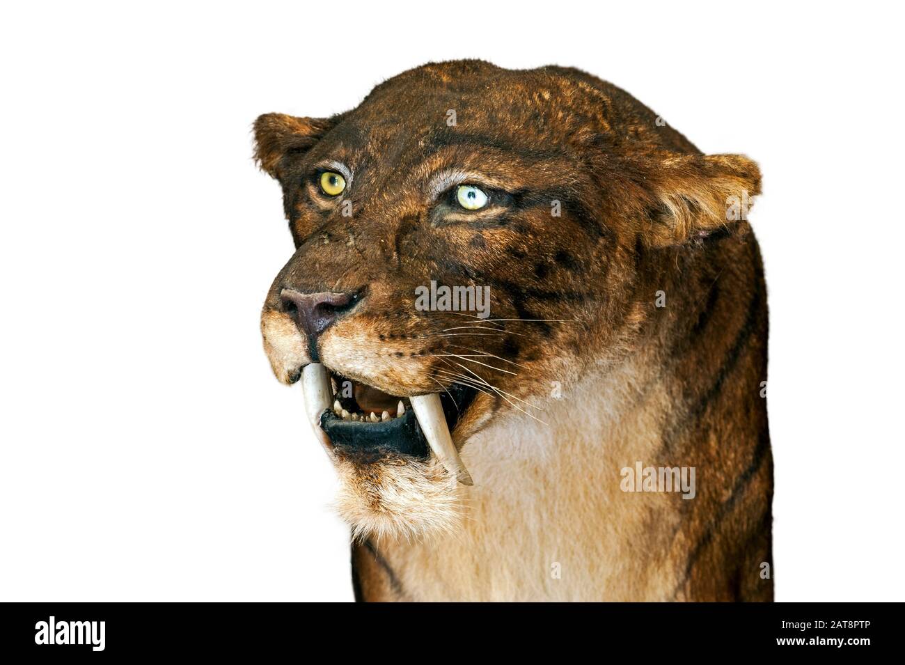 Gros plan sur Smilodon, chat à denture sabre éteint sur fond blanc Banque D'Images