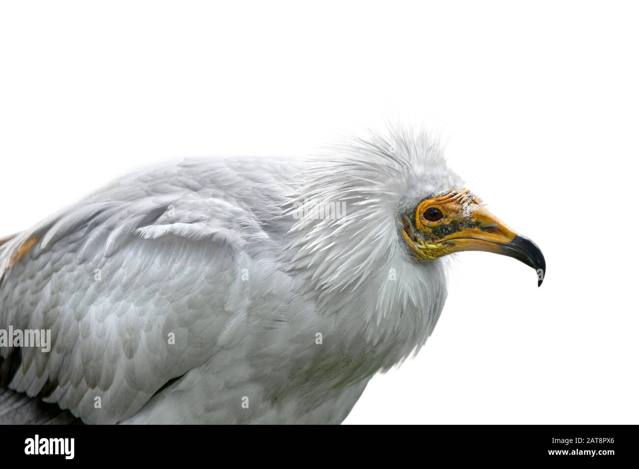 La vautour égyptienne / vautour de la venture blanche (Neophron percnopterus) se rapproche du fond blanc Banque D'Images