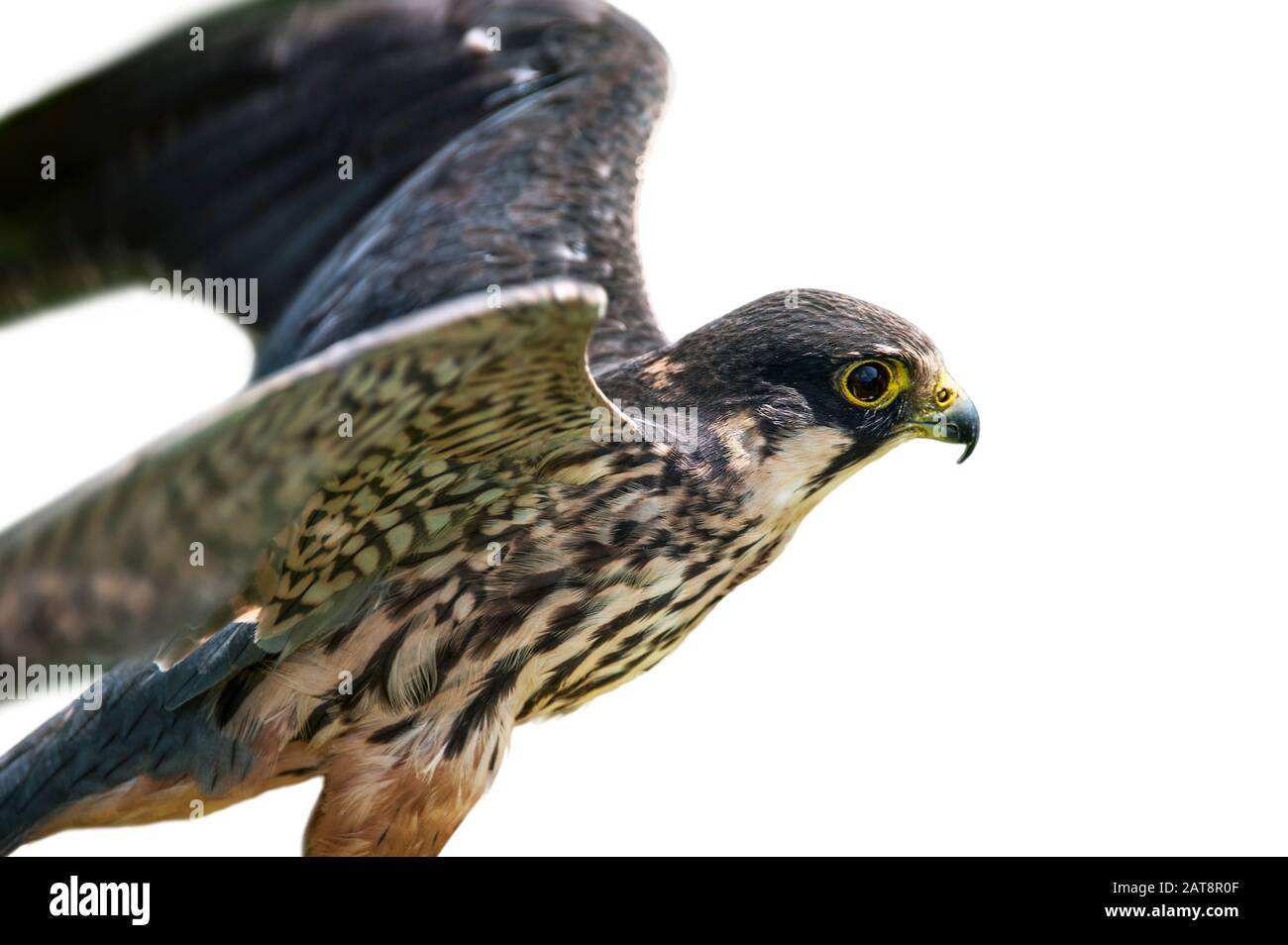 Le passe-temps eurasien (Falco subbuteo) répand des ailes pour le décollage sur fond blanc Banque D'Images