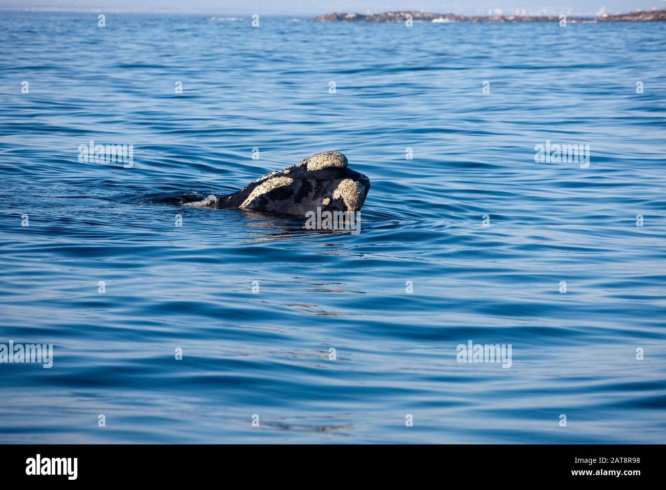 Baleine franche australe, Eubalaena australis, chef d'adultes émergeant de la mer, océan, près de Hermanus en Afrique du Sud Banque D'Images