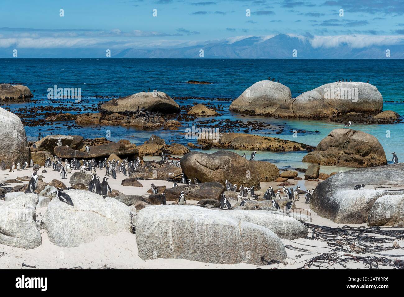 Colonie africaine de pingouins (Spheniscus demersus) sur la plage de Boulders, la ville de Simon, le Cap, la péninsule du Cap, Afrique du Sud Banque D'Images