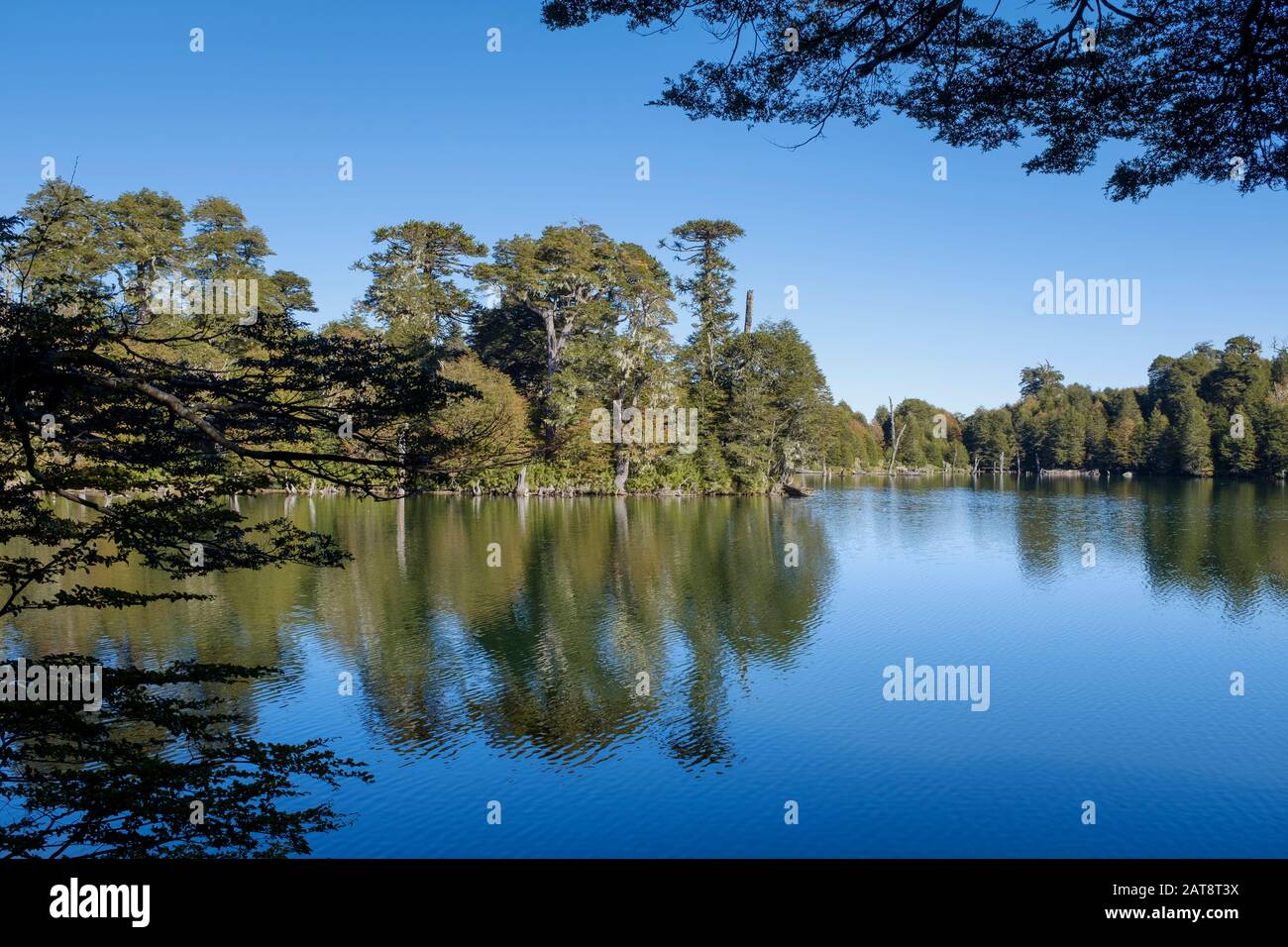 Arbres reflétés dans le lac de Captren. Parc National De Conguillio. La Araucania. Chili. Banque D'Images