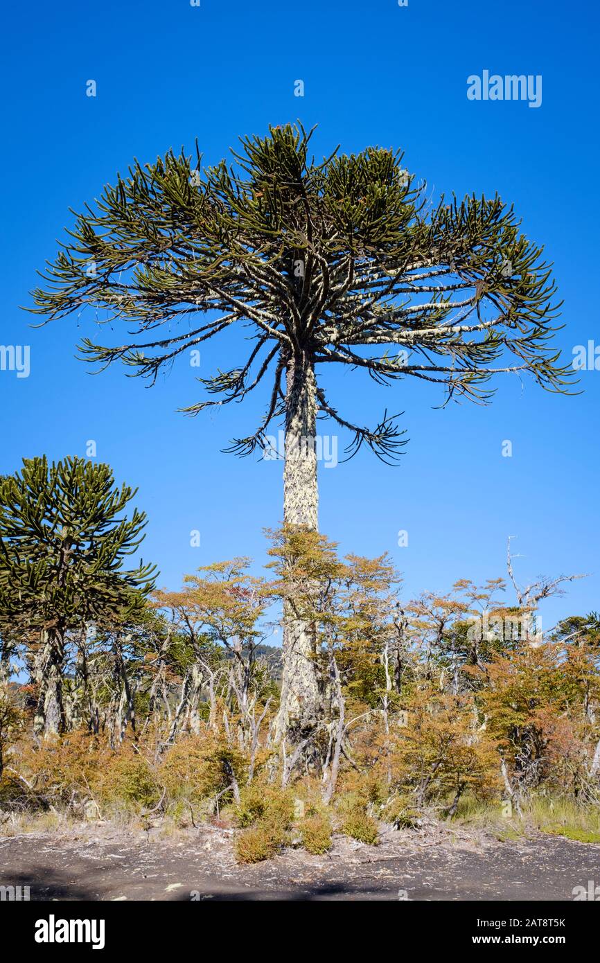 Monkey Puzzle Trees (Araucaria araucana). Parc National De Conguillio. La Araucania. Chili. Banque D'Images